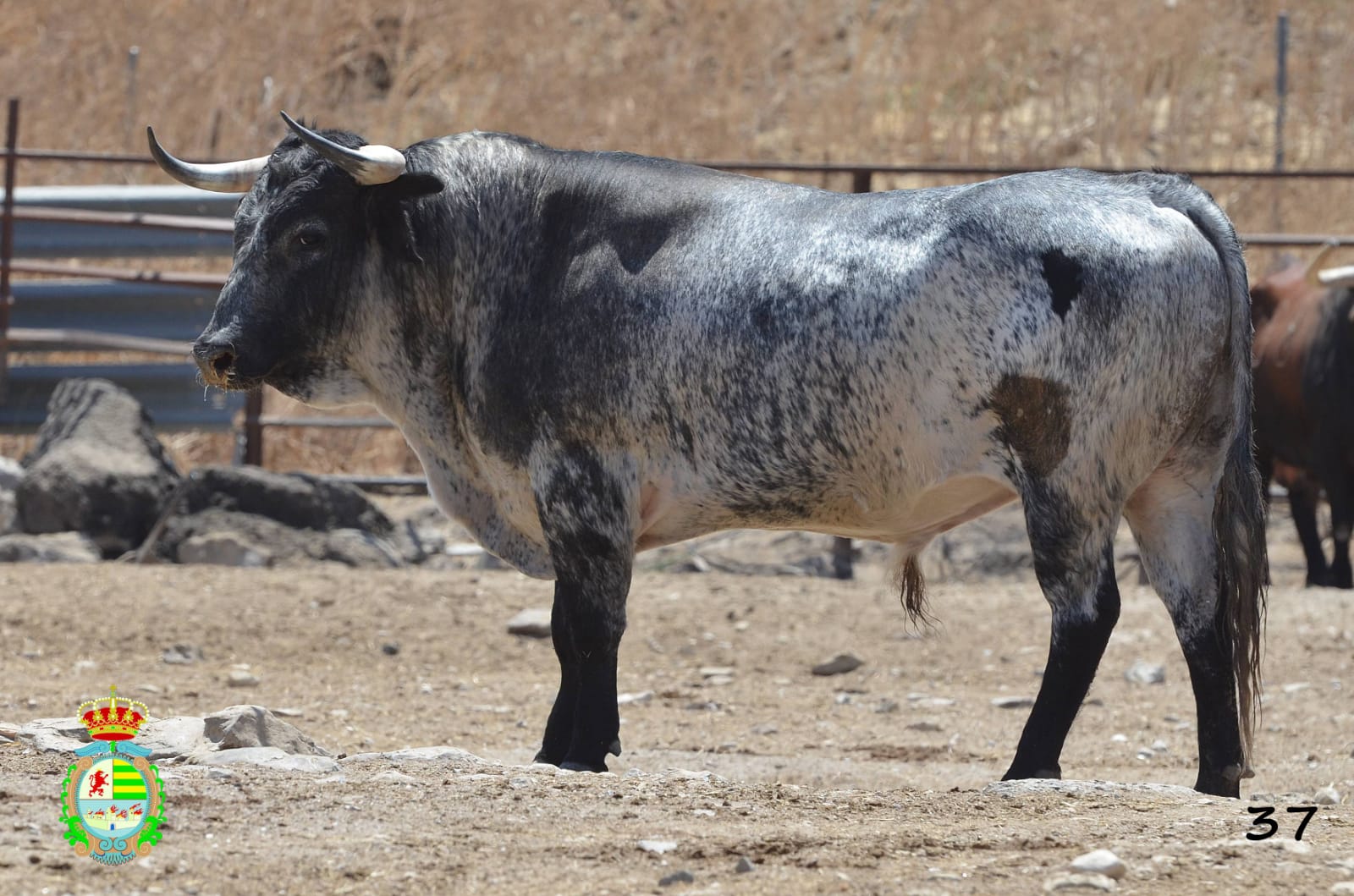 Novillo de Cebada Gago