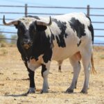 Novillo de Monteviejo