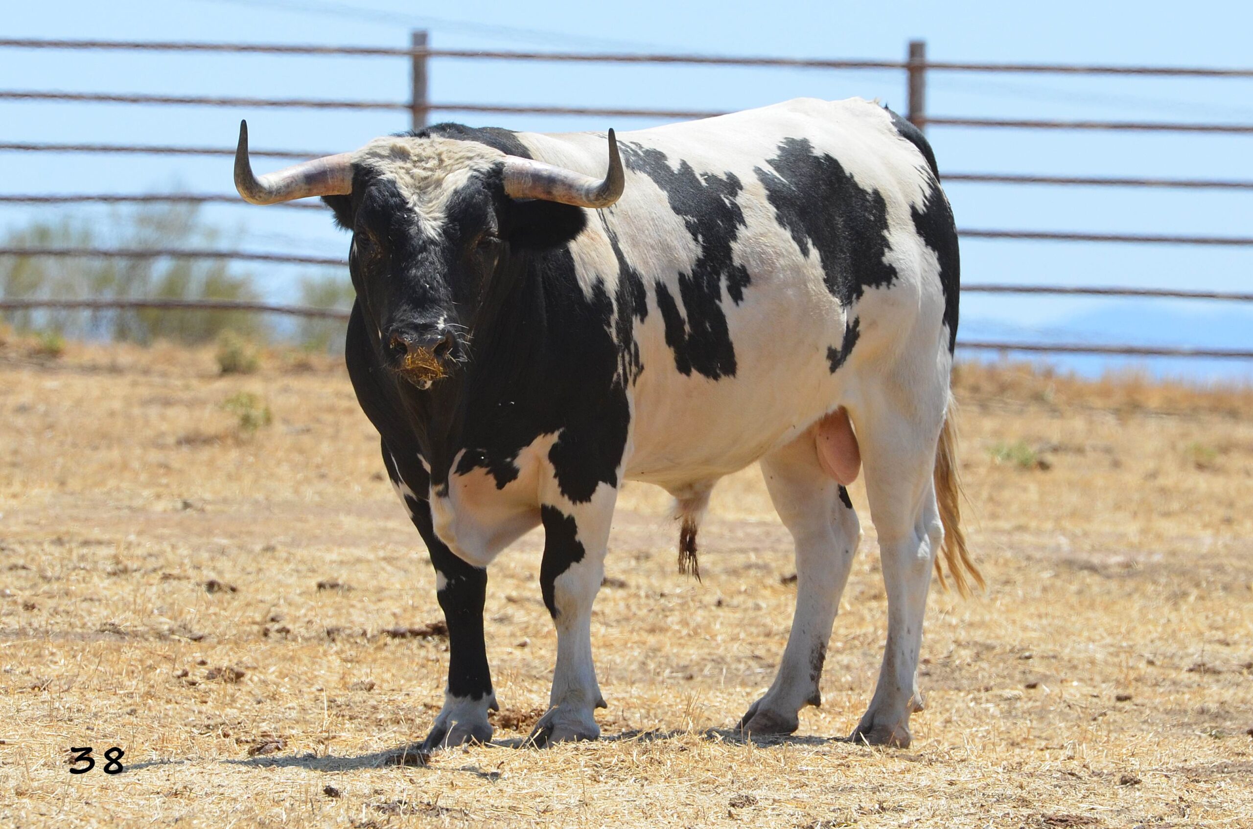 Novillo de Monteviejo