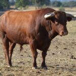 Novillo de Baltasar Ibán