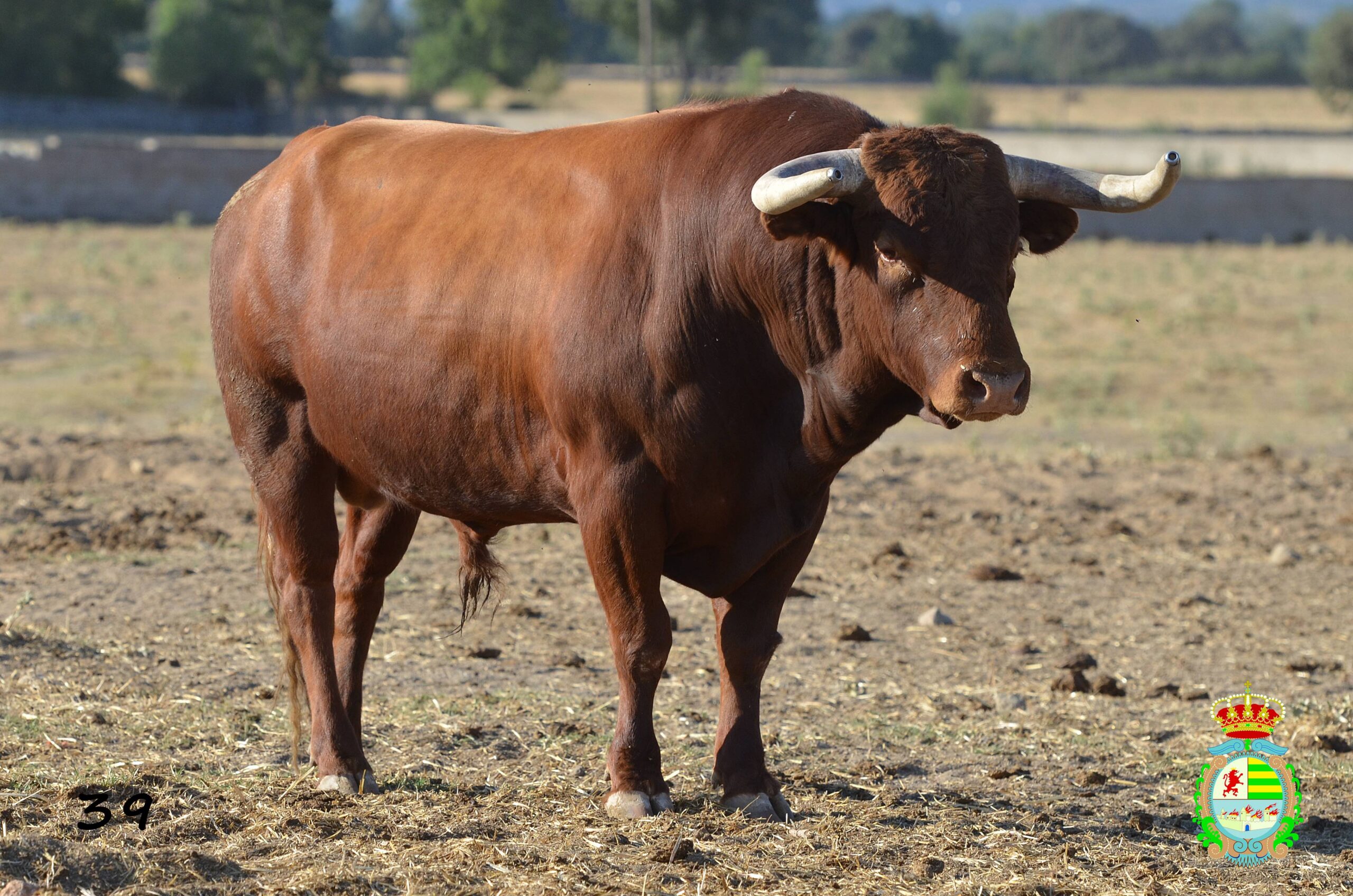 Novillo de Baltasar Ibán