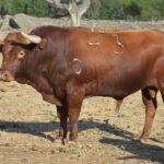 Novillo de Baltasar Ibán