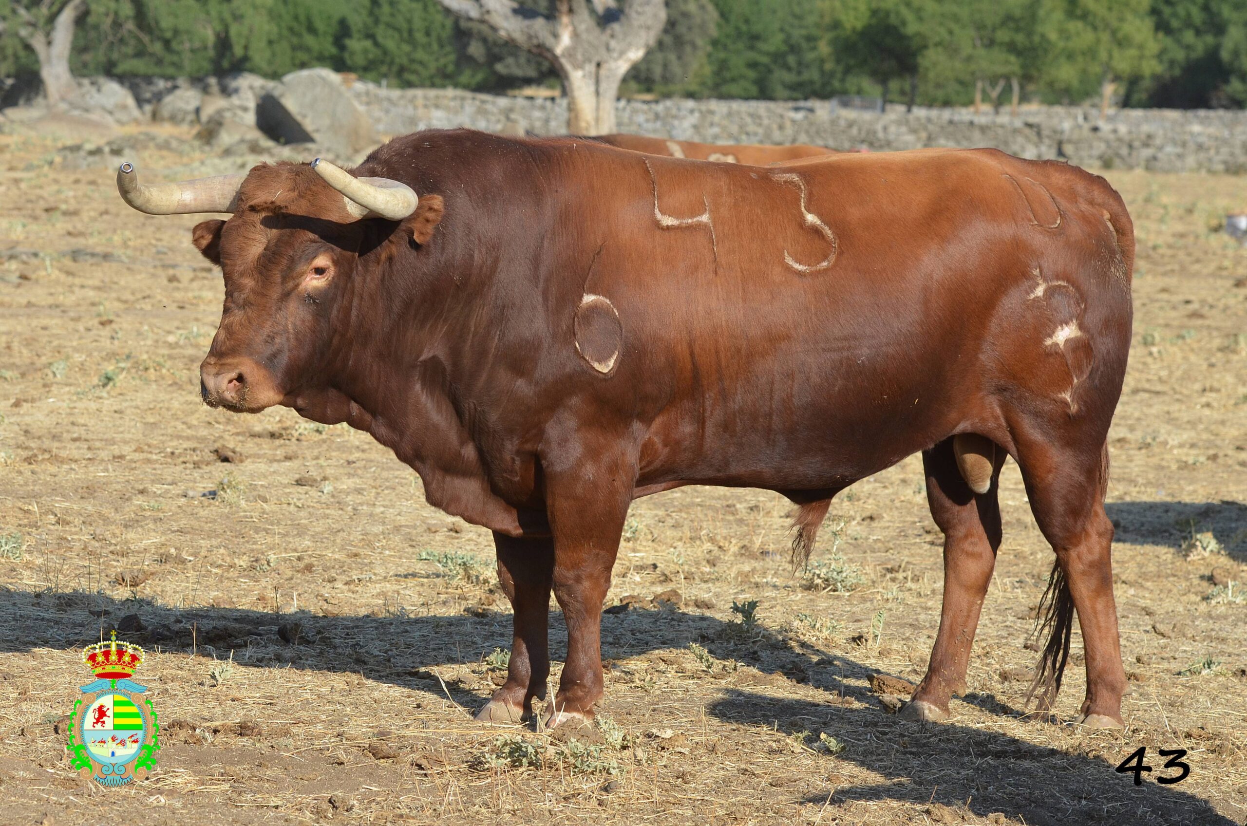 Novillo de Baltasar Ibán