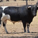 Novillo de Monteviejo