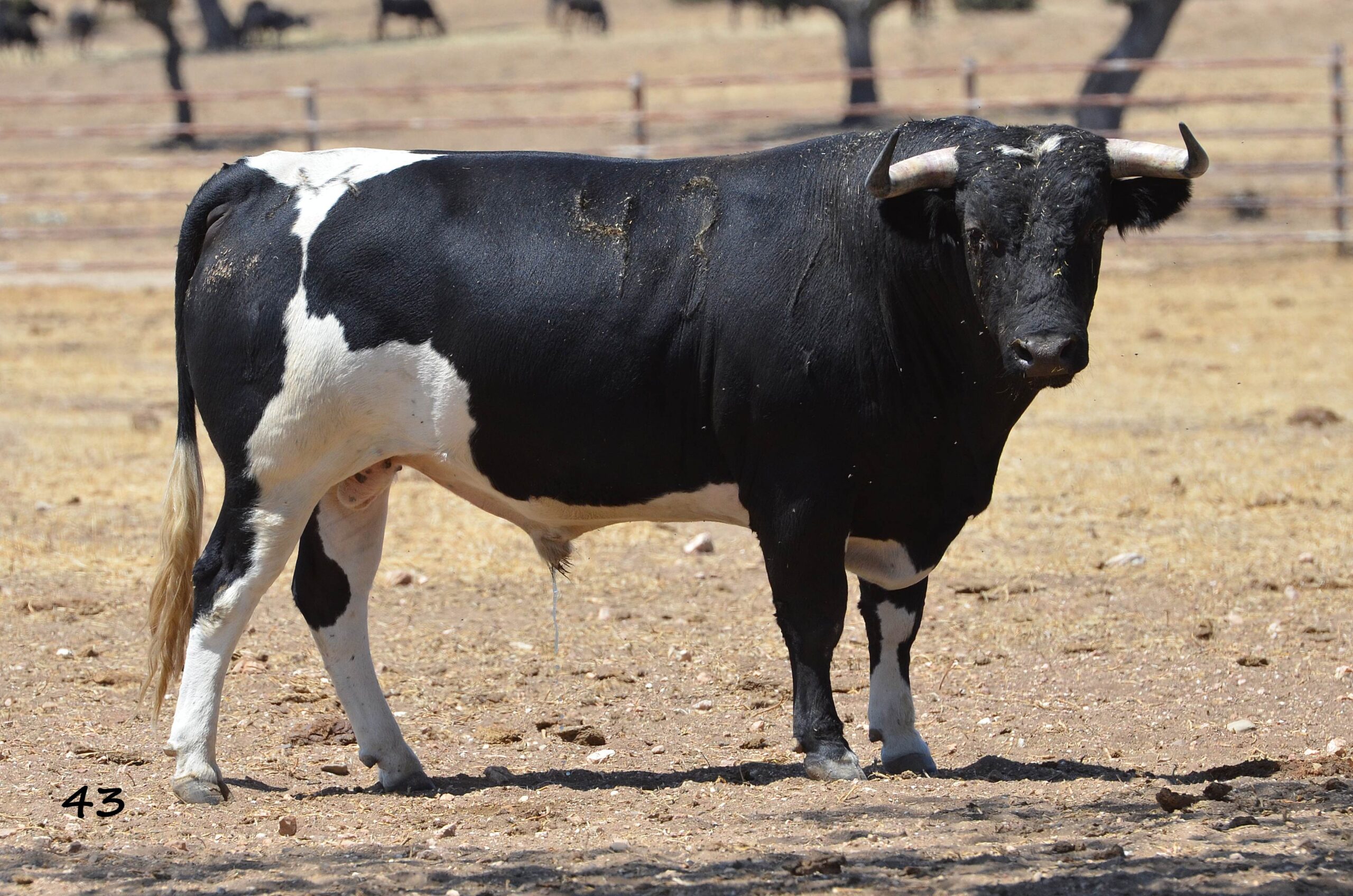 Novillo de Monteviejo