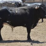 Novillo de Cebada Gago