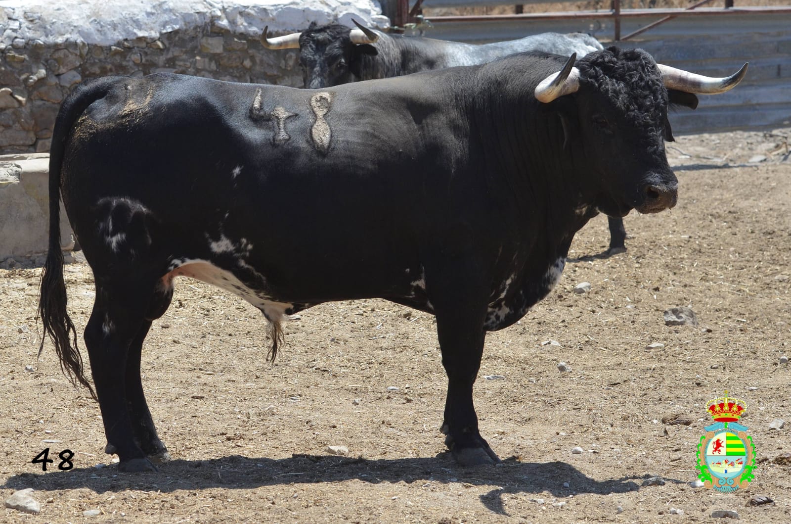 Novillo de Cebada Gago