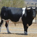 Novillo de Monteviejo