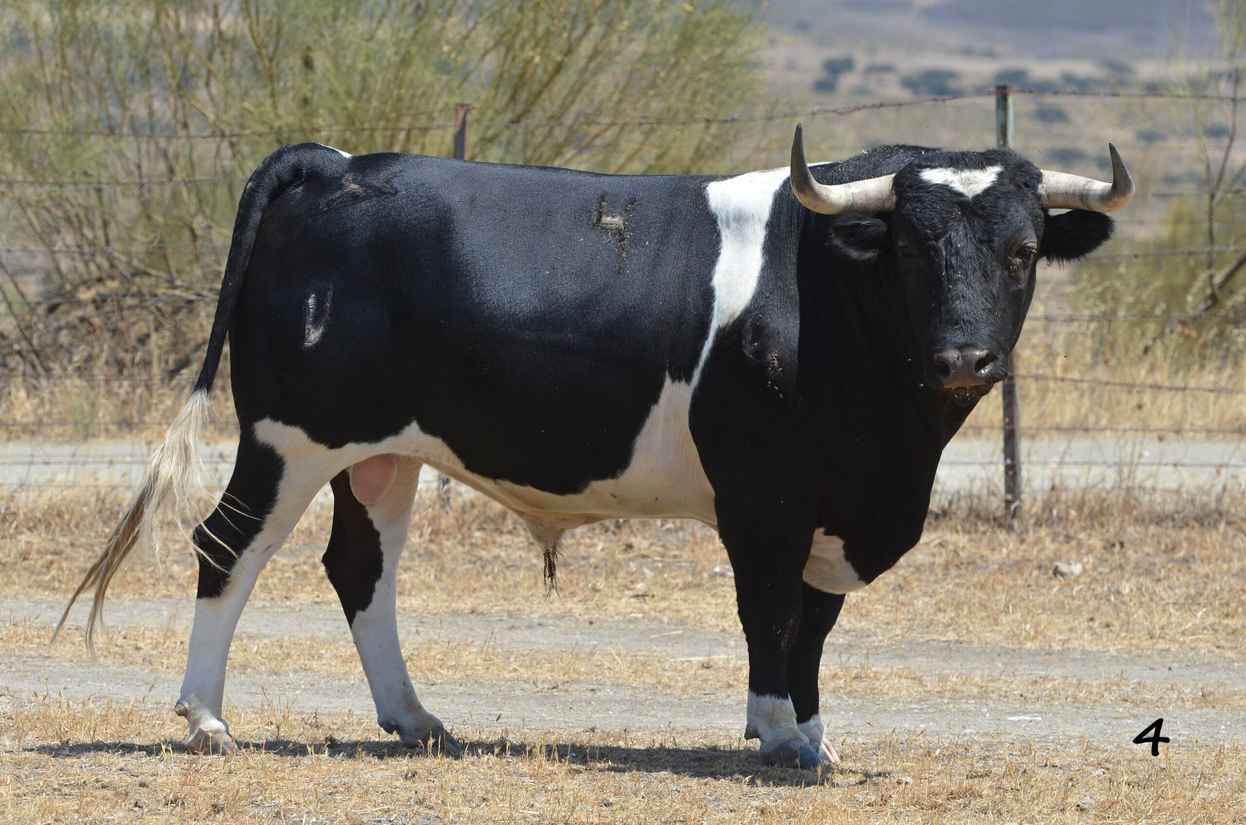 Novillo de Monteviejo