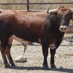 Novillo de Cebada Gago