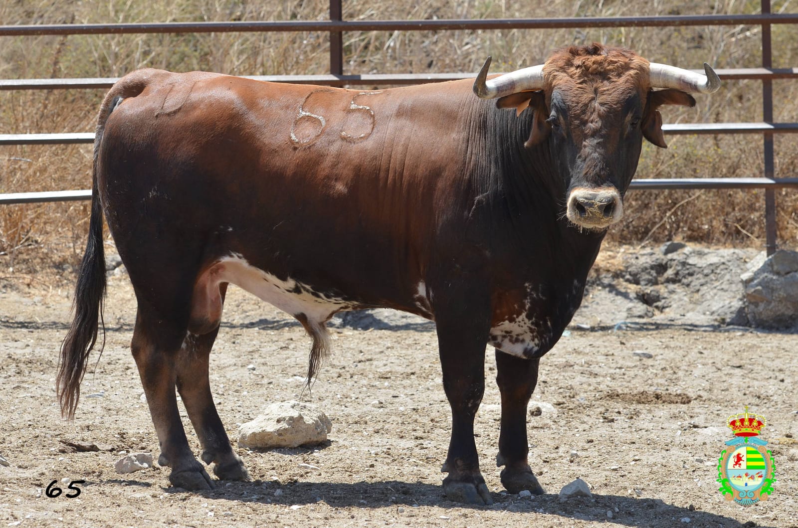 Novillo de Cebada Gago