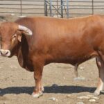 Novillo de Cebada Gago