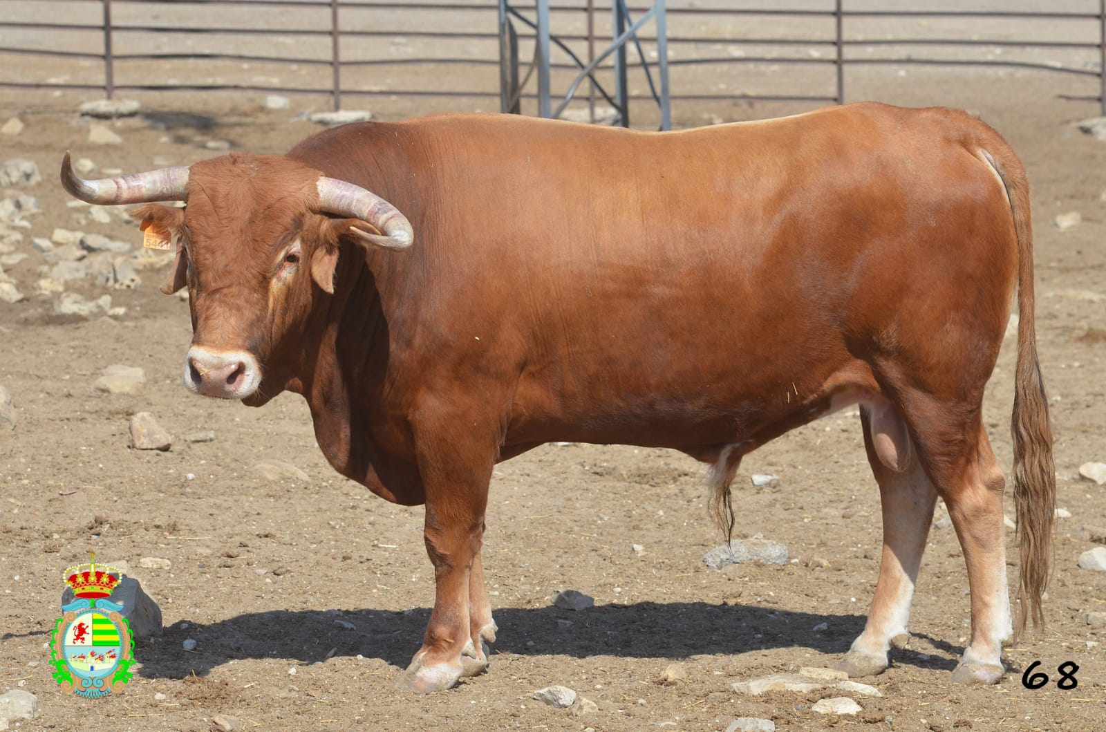 Novillo de Cebada Gago