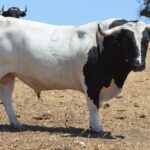 Novillo de Monteviejo