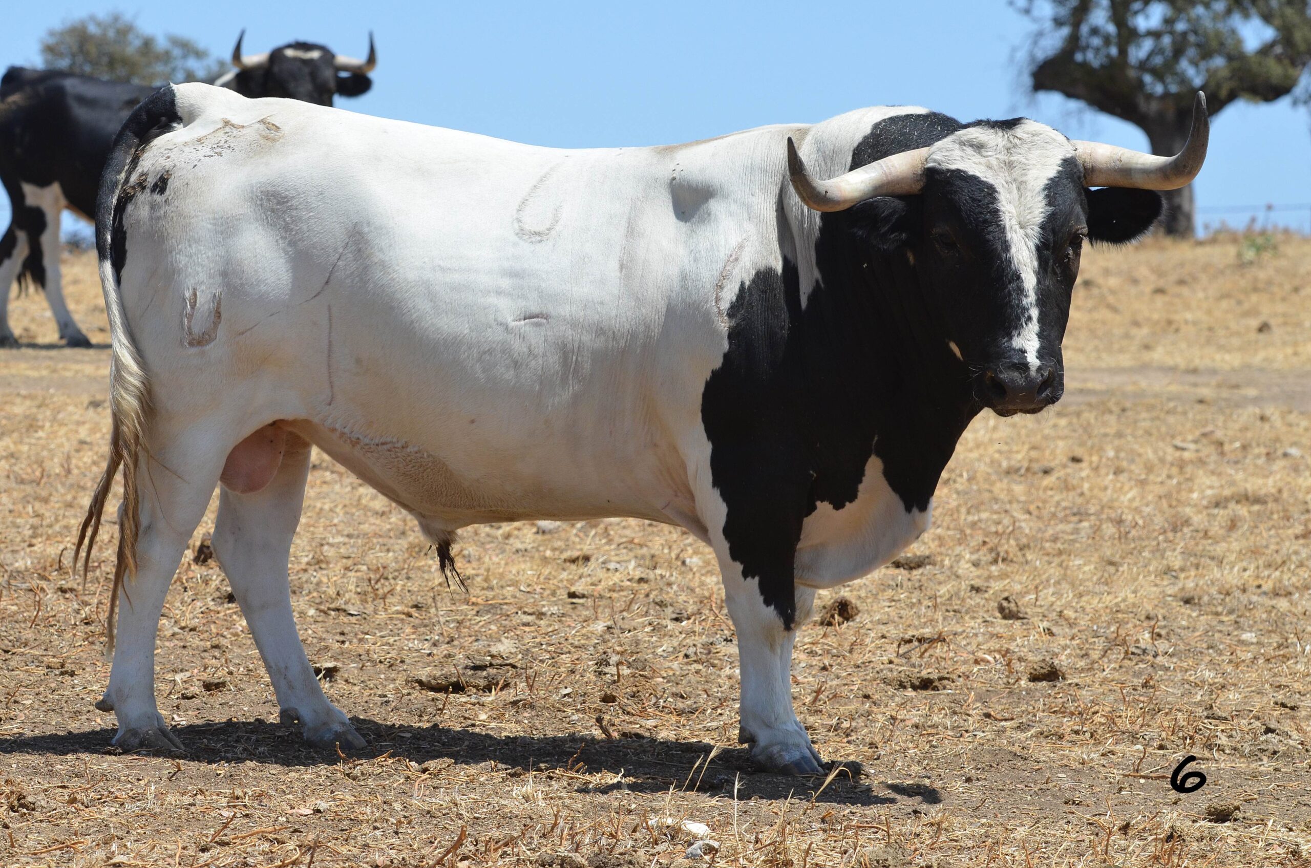 Novillo de Monteviejo