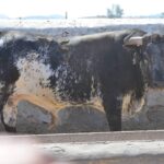 Novillo de Cebada Gago