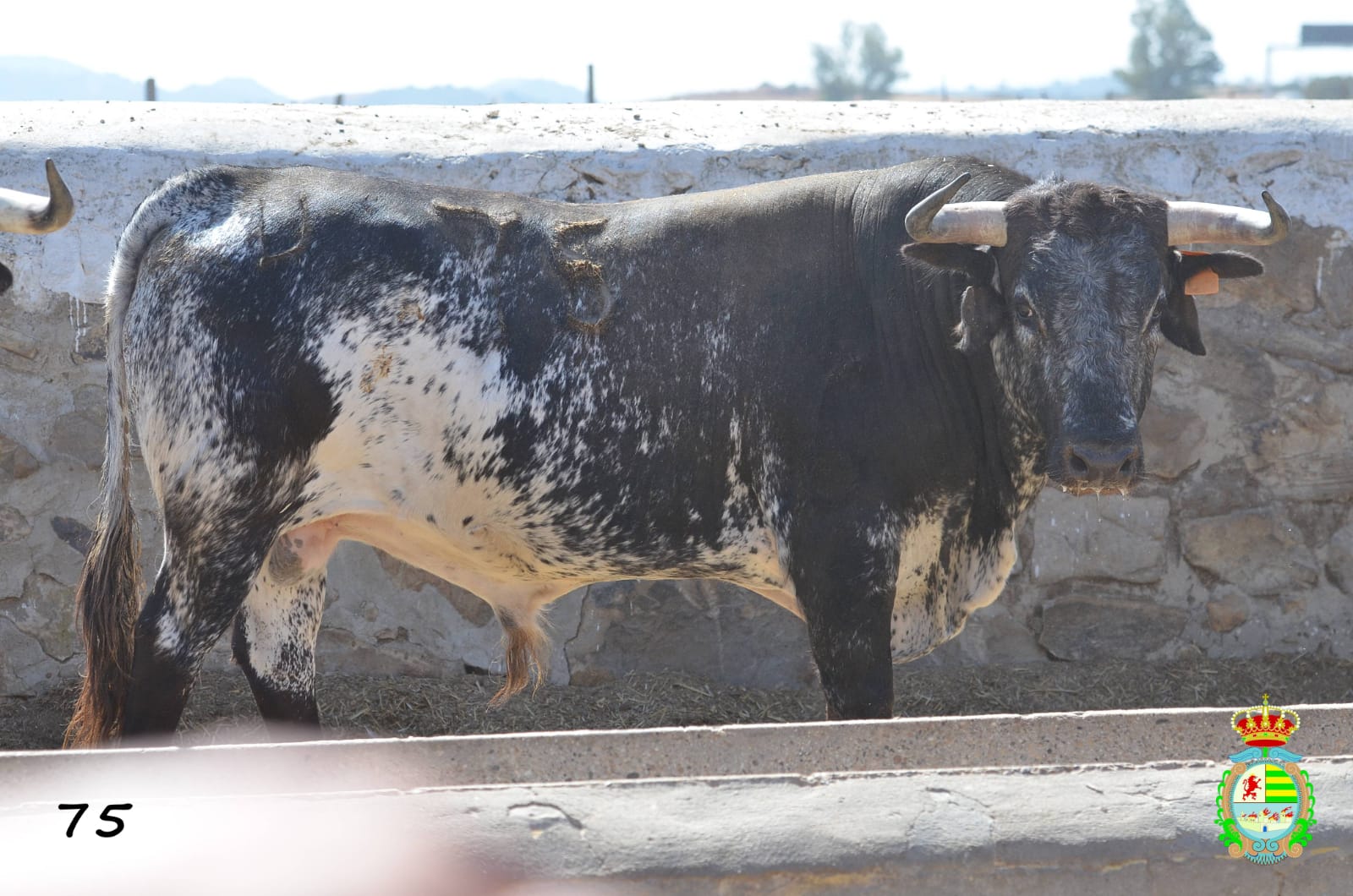 Novillo de Cebada Gago