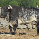 Novillo de Baltasar Ibán