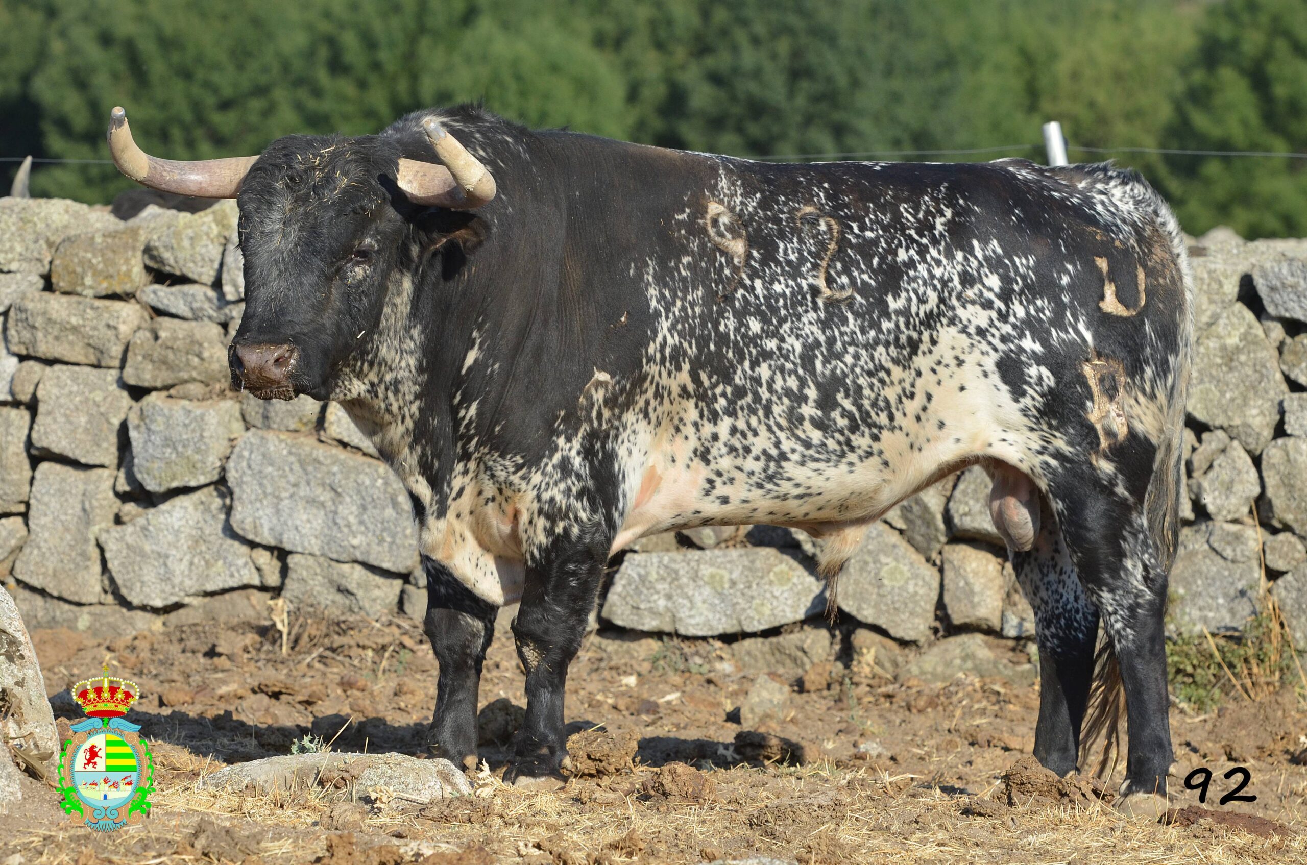 Novillo de Baltasar Ibán