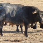 Toros de La Quinta para Gijón