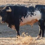 Toros de La Quinta para Gijón