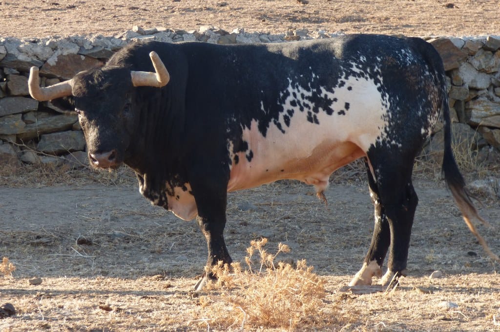 Toros de La Quinta para Gijón