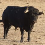 Toros de La Quinta para Gijón