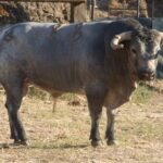 Toros de La Quinta para Gijón
