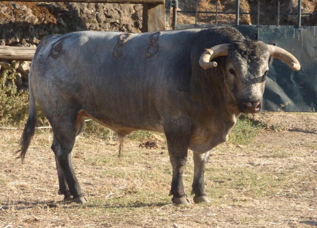 Toros de La Quinta para Gijón