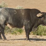 Toros de La Quinta para Gijón
