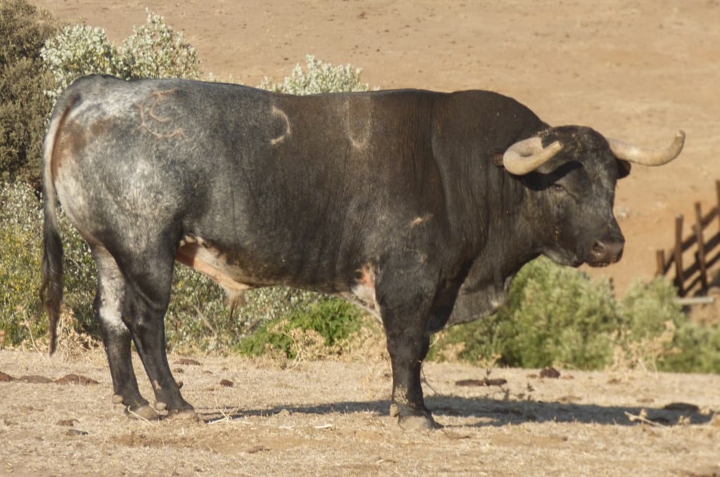 Toros de La Quinta para Gijón