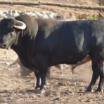 Toros de La Quinta para Gijón