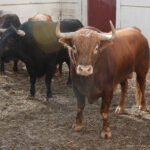 Sorteo. Málaga, miércoles 14 de agosto de 2019