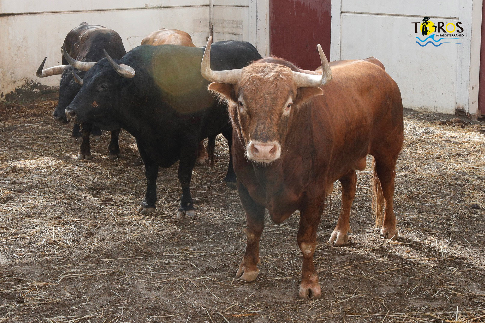 Sorteo. Málaga, miércoles 14 de agosto de 2019