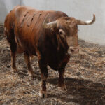 Sorteo. Málaga, miércoles 14 de agosto de 2019