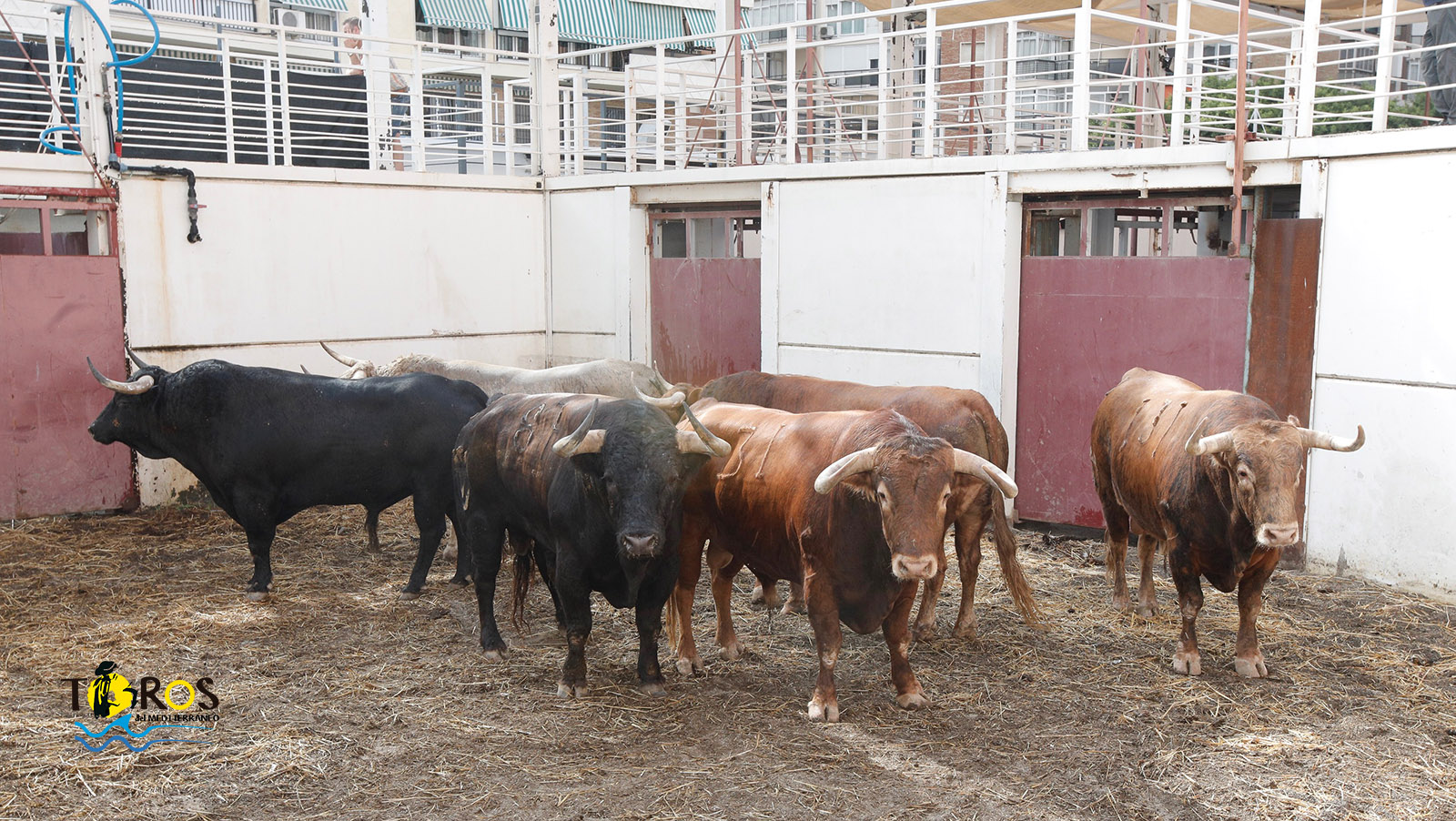 Sorteo. Málaga, miércoles 14 de agosto de 2019