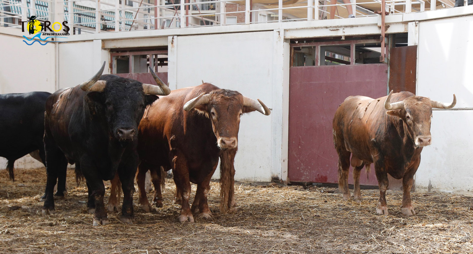 Sorteo. Málaga, miércoles 14 de agosto de 2019