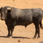 Los toros de Monteviejo y Victorino para Vitigudino