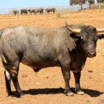 Los toros de Monteviejo y Victorino para Vitigudino