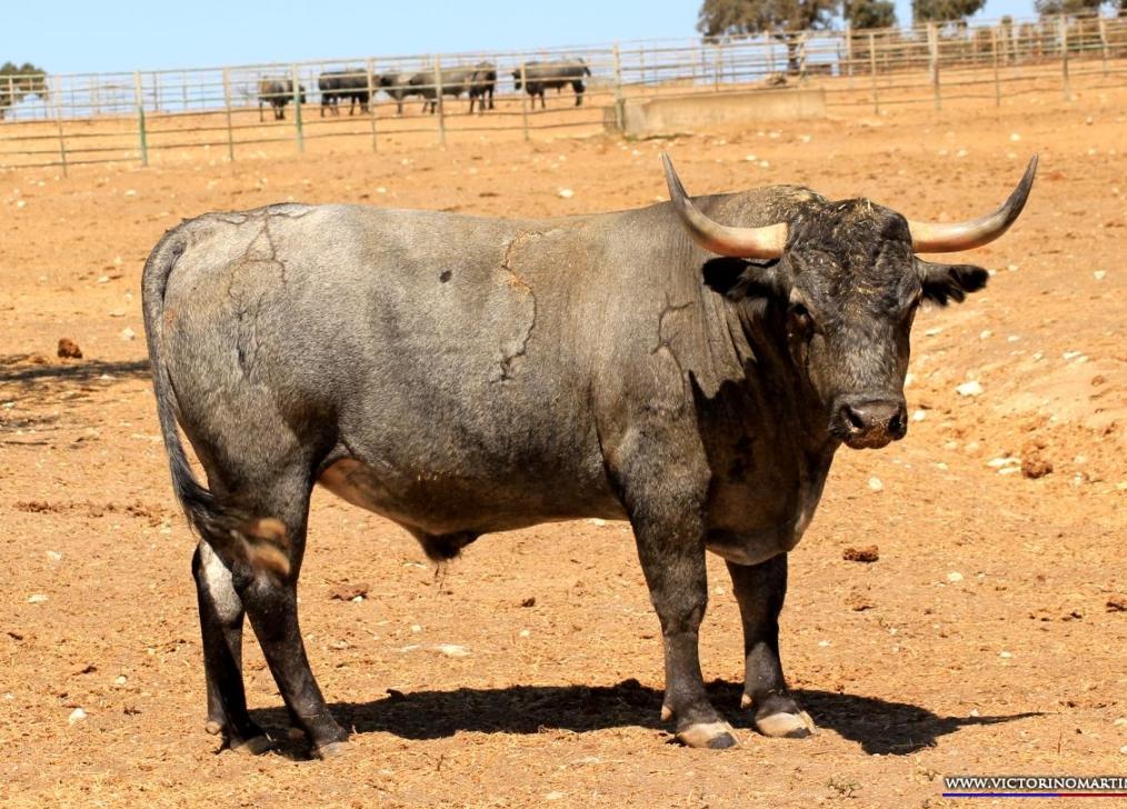 Los toros de Monteviejo y Victorino para Vitigudino