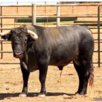 Los toros de Monteviejo y Victorino para Vitigudino