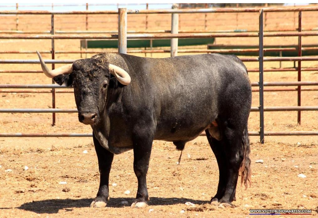Los toros de Monteviejo y Victorino para Vitigudino