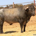 Los toros de Monteviejo y Victorino para Vitigudino