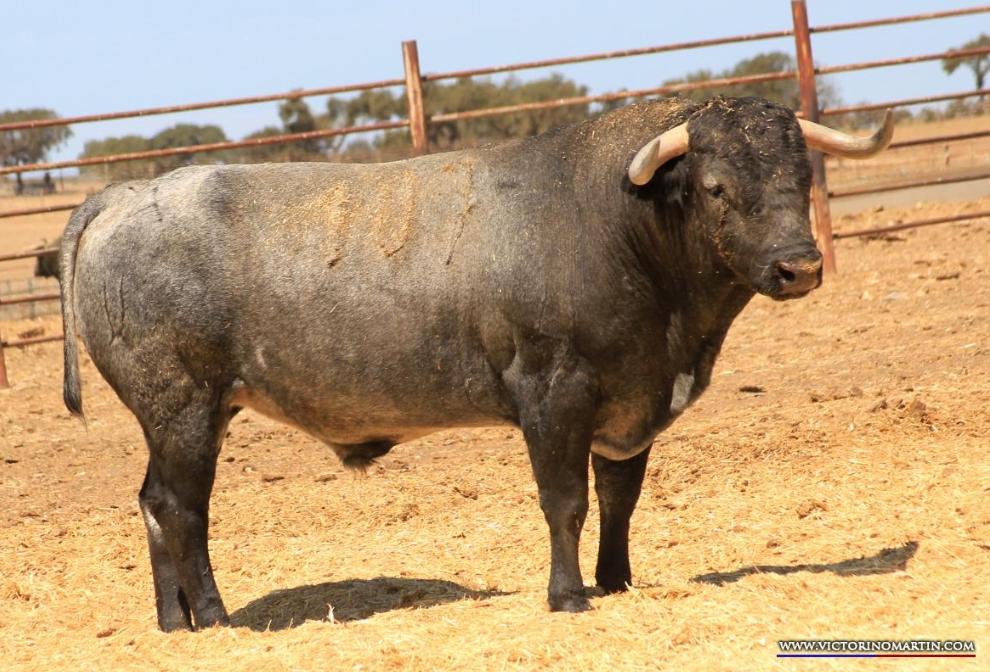 Los toros de Monteviejo y Victorino para Vitigudino