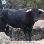 Novillos de Zacarías Moreno para Gijón