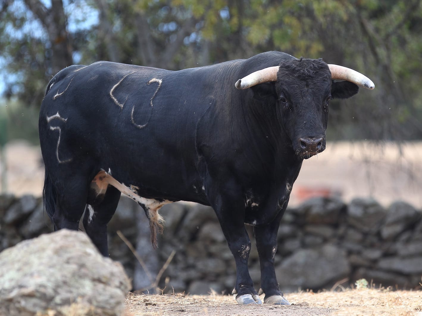 Novillos de Zacarías Moreno para Gijón