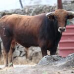 Novillos de Zacarías Moreno para Gijón