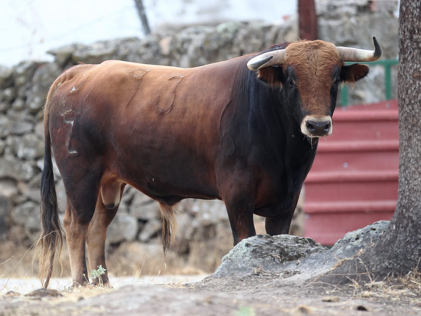 Novillos de Zacarías Moreno para Gijón