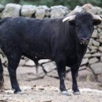 Novillos de Zacarías Moreno para Gijón