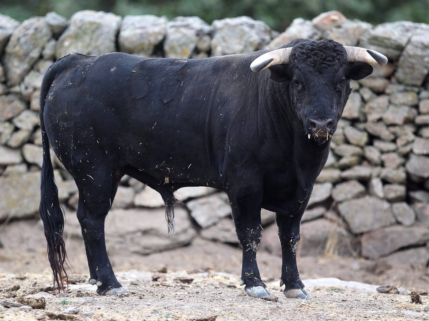 Novillos de Zacarías Moreno para Gijón